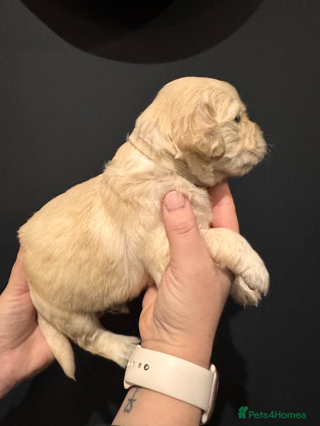 Golden Retriever dogs for sale: Champion line-KC Reg. Golden Retriever Puppies💖💙 - Advert 26