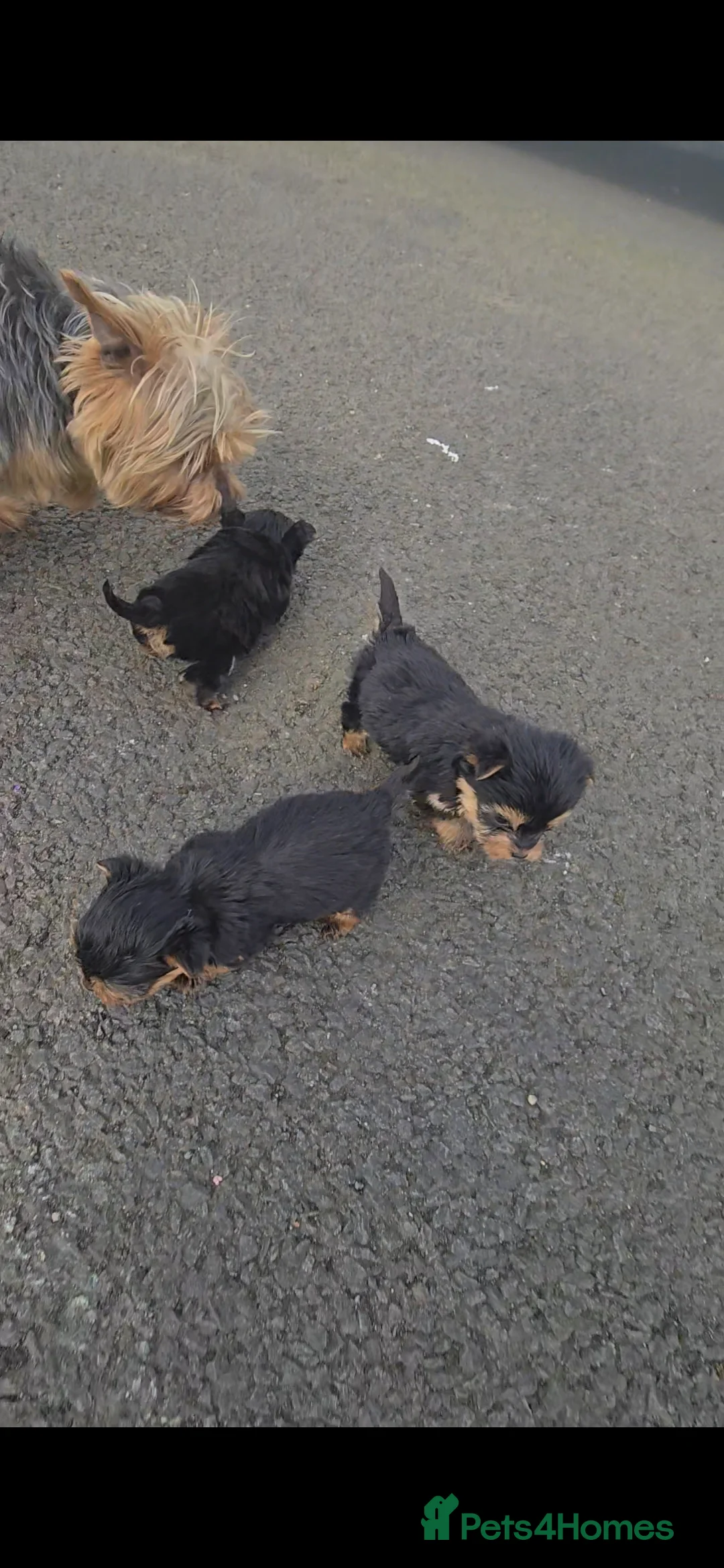 Yorkshire Terrier dogs for sale: Male Yorkshire terrier puppies  in Edinburgh - Advert 2