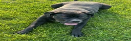 Cane Corso dogs for sale: 2 year old Female Cane Corso  - Advert 8