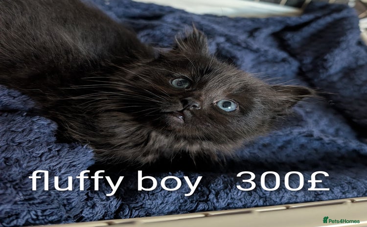 Ragdoll cats Ragdoll  - Advert 4