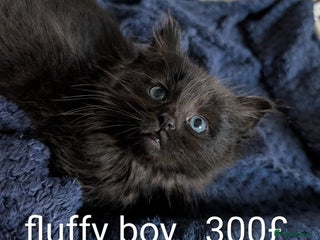 Ragdoll cats Ragdoll - Advert 6