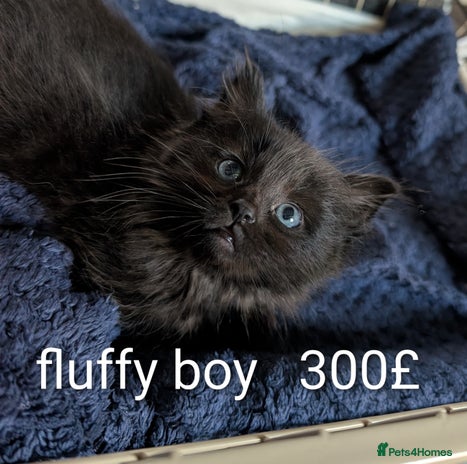 Ragdoll cats Ragdoll - Advert 4