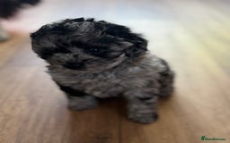 Shihpoo dogs for sale: Outstanding Shihpoo puppies - Image 8