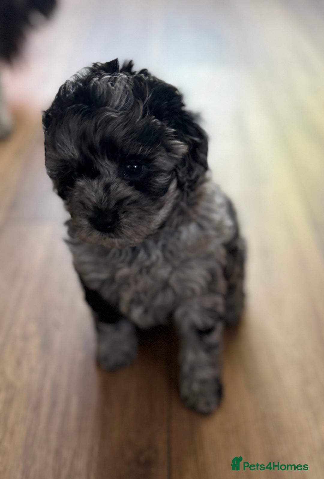 Shihpoo dogs for sale: Outstanding Shihpoo puppies - Image 8