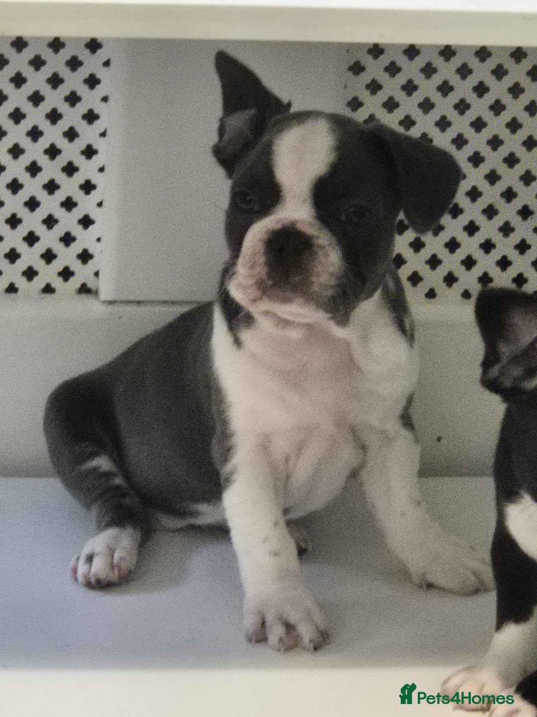 French Bulldog dogs for sale: french bulldog puppies - Advert 5