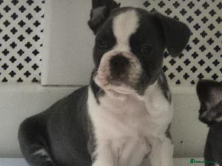 French Bulldog dogs french bulldog puppies - Advert 17