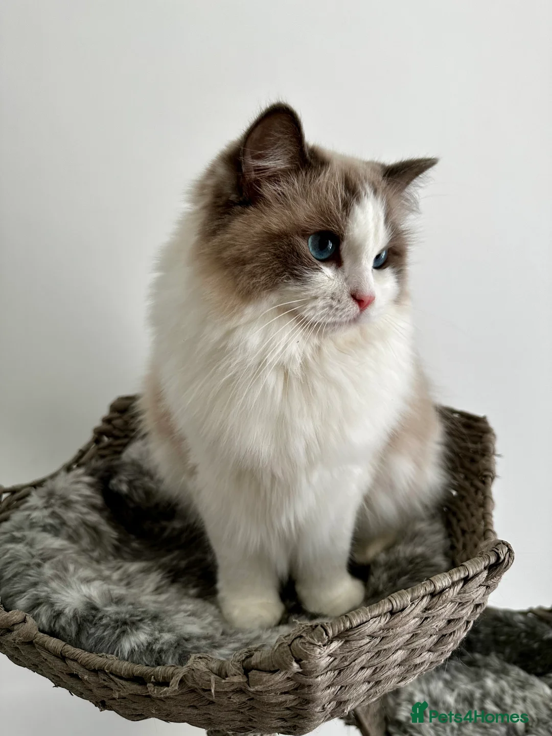 Ragdoll cats for sale:  🩷 Exquisite Active European Ragdoll 🇳🇱  - Advert 2