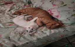 Bengal cats for sale: Louna - Image 5