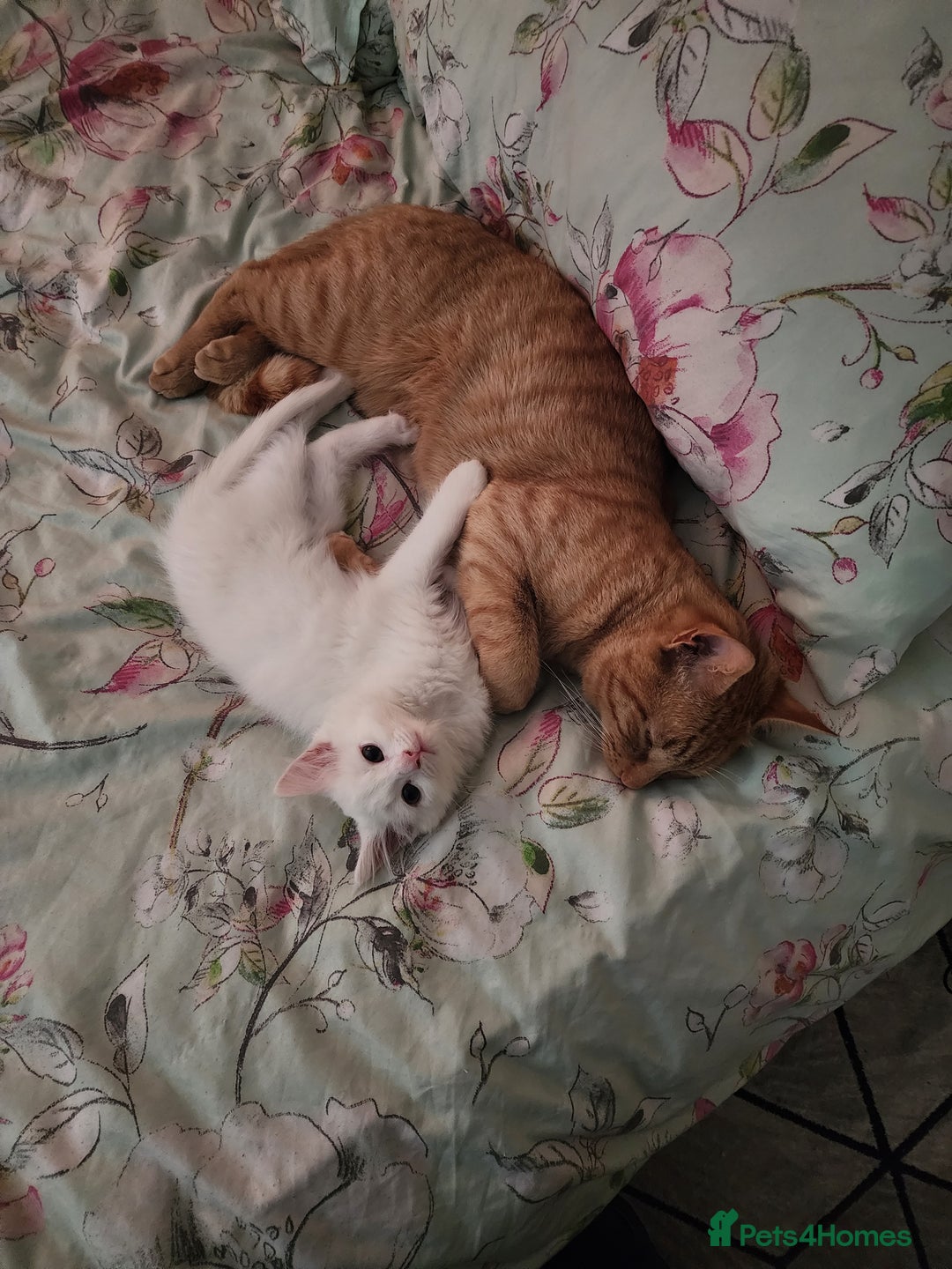 Bengal cats for sale: Louna - Image 5