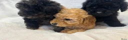Miniature Poodle dogs for sale: Miniature poodles - Advert 12