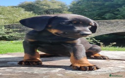 Dobermann dogs for sale: Pure bred Doberman  - Image 1