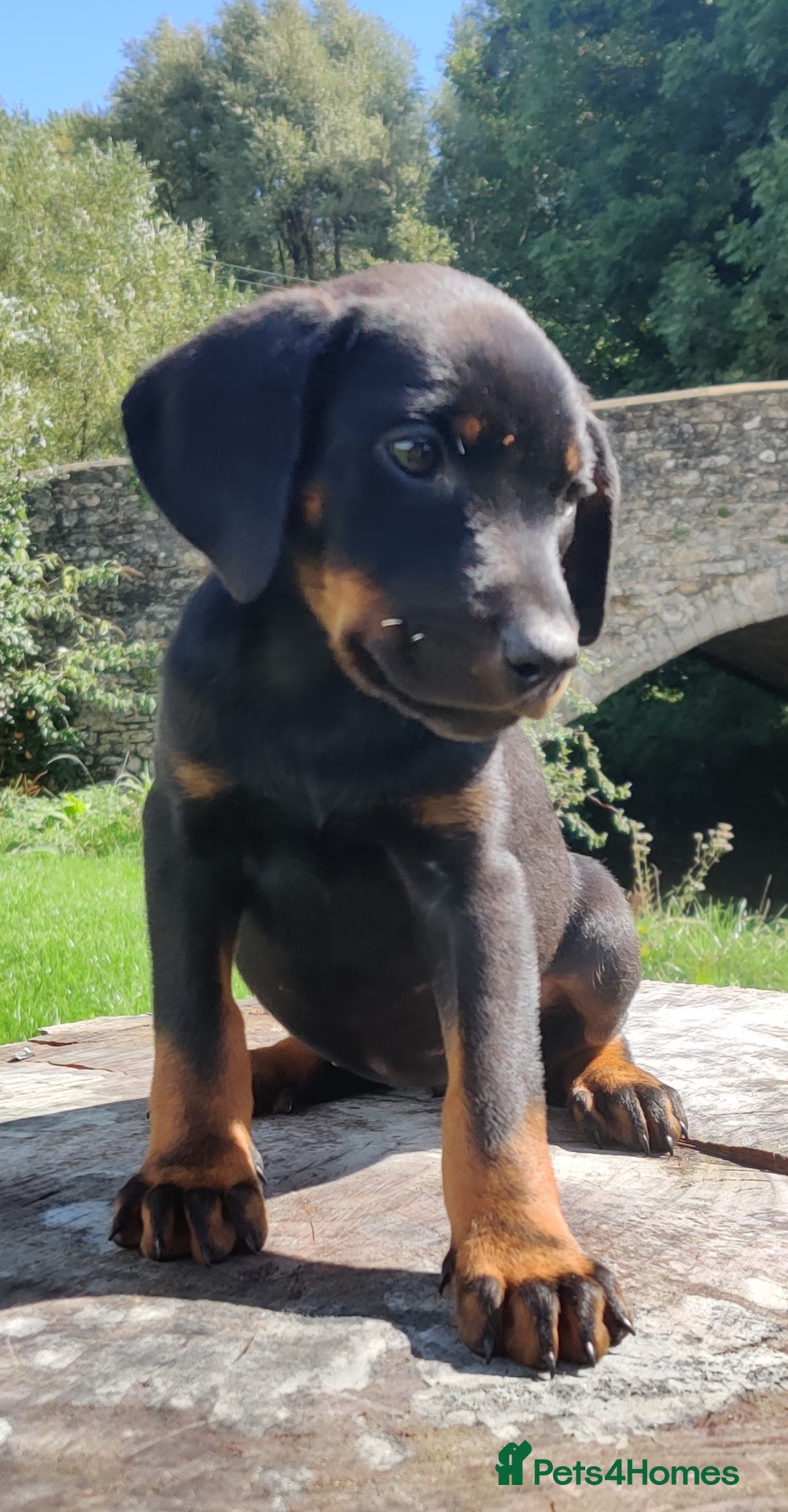 Dobermann dogs for sale: Pure bred Doberman  - Image 1