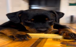 Rottweiler dogs for stud: Onex de Tierra Ibera now available for stud in Newark - Image 14