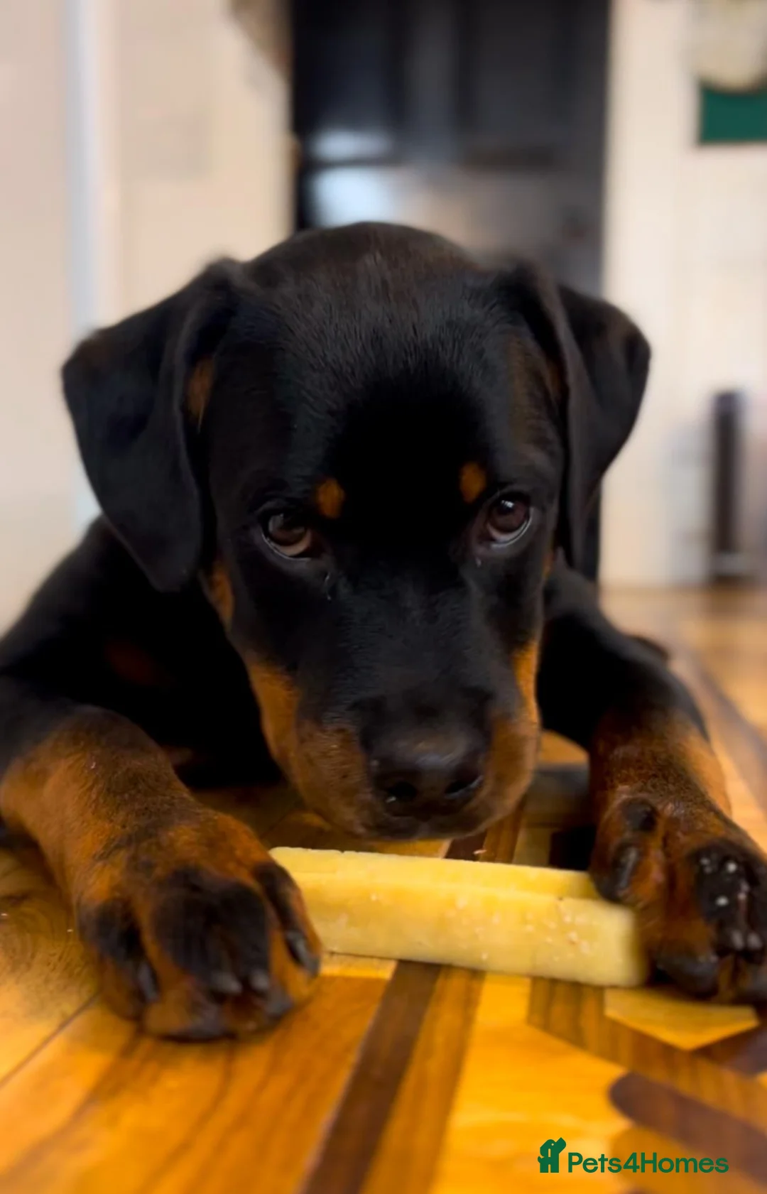 Rottweiler dogs for stud: Onex de Tierra Ibera available for stud in Newark - Advert 16