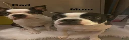 Boston Terrier dogs for sale: Beautiful Boston Terriers  in Camborne - Advert 3
