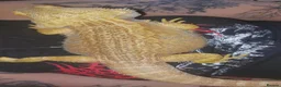 Bearded Dragon reptiles for sale: Bearded Dragon - Smaug - Advert 4