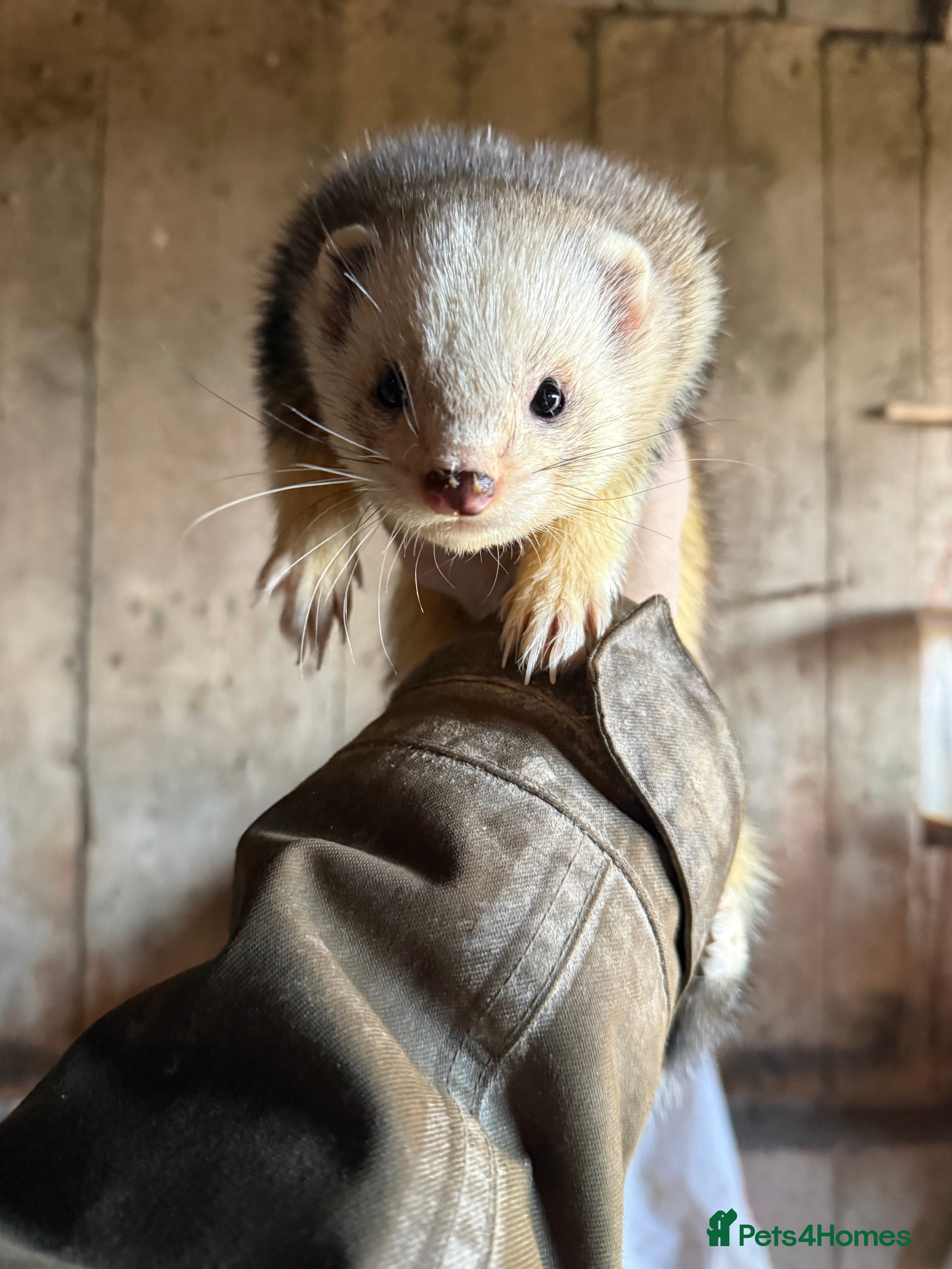 Ferret rodents Silver & Albino Hob ferrets looking for new home - Advert 2