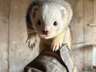 Ferret rodents Silver & Albino Hob ferrets looking for new home - Advert 2