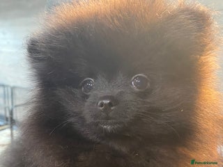 Pomeranian dogs Super cute sassy poms - Advert 3