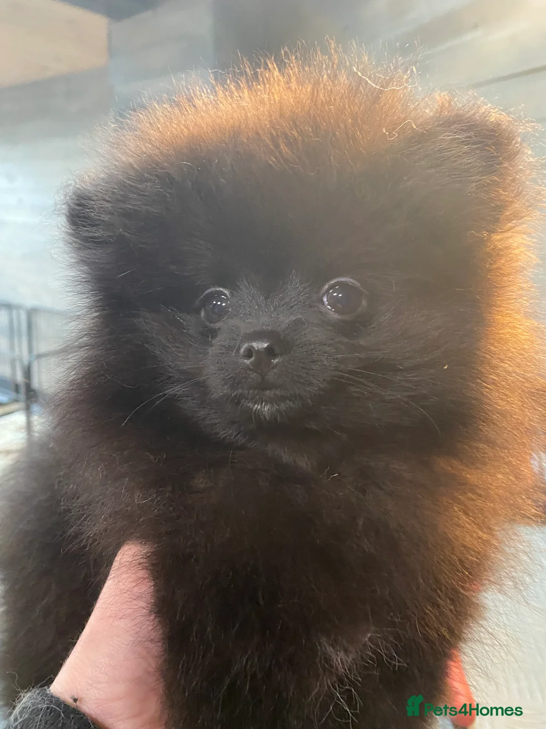 Pomeranian dogs for sale: Adorable fluffy pom puppies - Advert 6