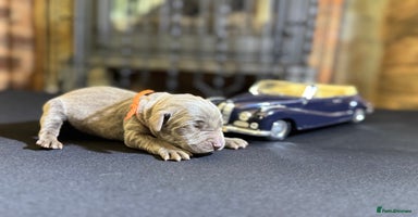 Weimaraner dogs - Advert 15