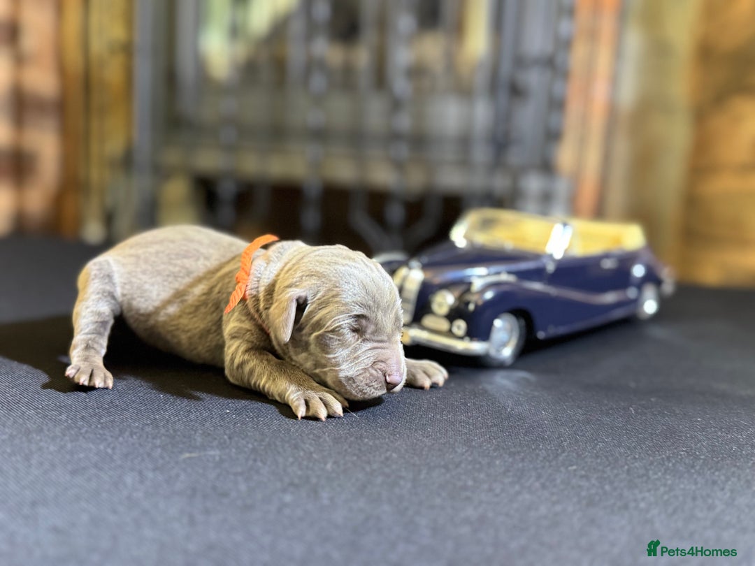Weimaraner dogs for sale: 🐾Adorable KC Registered Weimaraner Puppies🐾 - Image 1