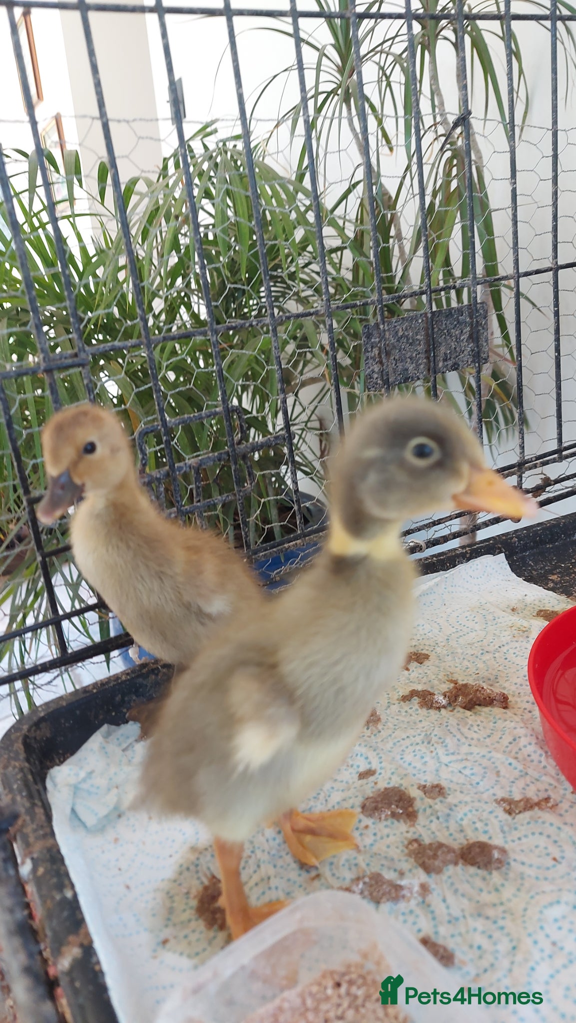 Ducks poultry  Runner Ducklings due to hatch 12th May - Advert 17