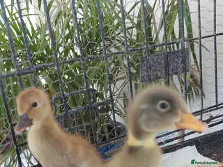 Ducks poultry Runner Ducklings due to hatch 12th May - Advert 17