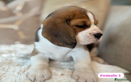 Beagle dogs for sale: ** STUNNING KC 5 GEN TRI COLOUR BEAGLEPUPS ** - Image 5