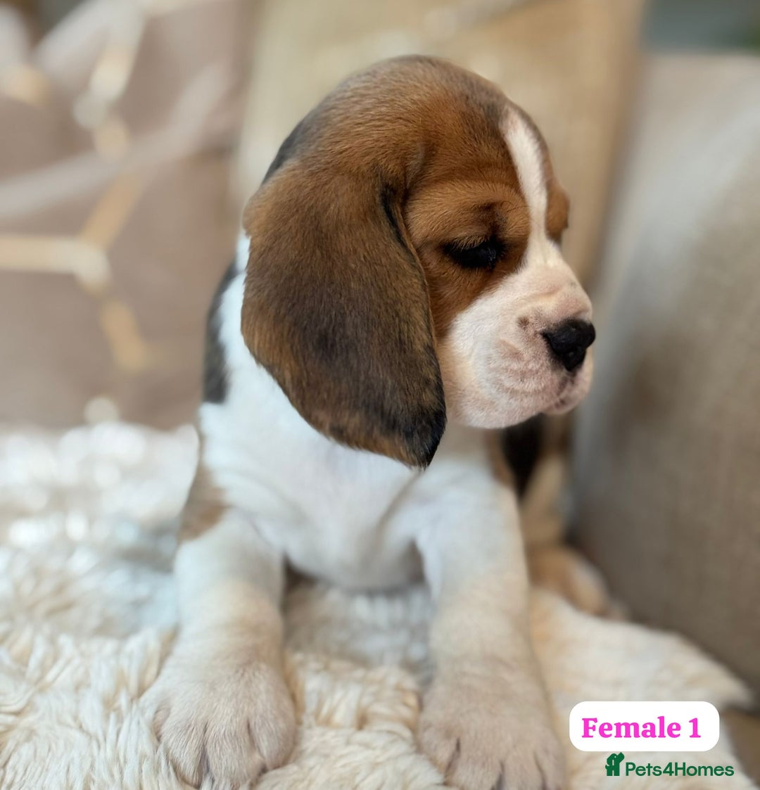 Beagle dogs for sale: ** STUNNING KC 5 GEN TRI COLOUR BEAGLEPUPS ** - Image 5