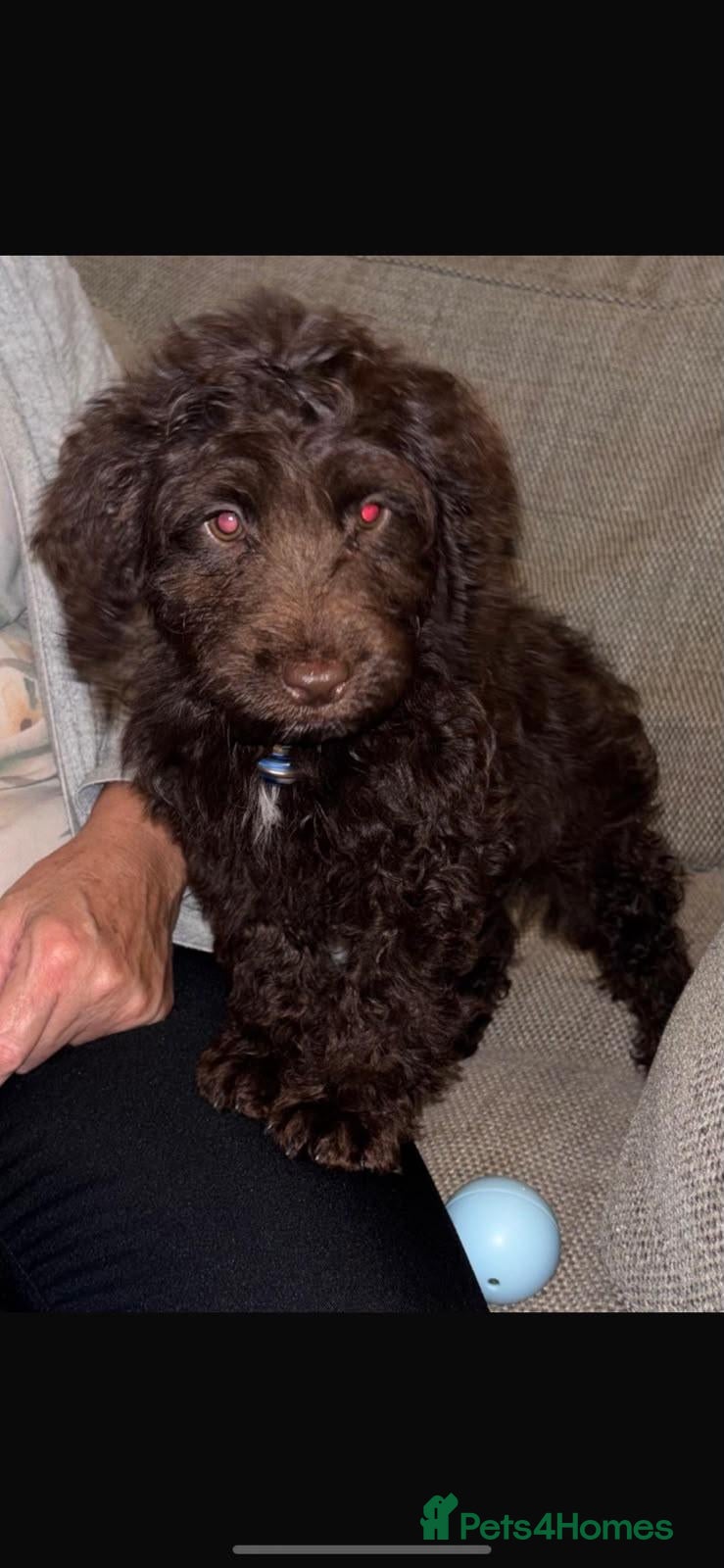 Cockapoo dogs for sale: Cockerpoo puppies  - Advert 2