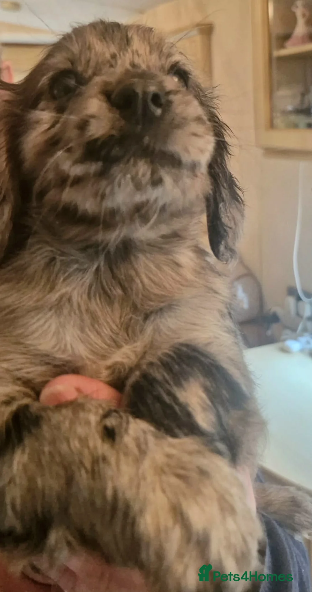 Cocker Spaniel dogs for sale: Mixed litter of Cocker Spaniel puppies  - Advert 14