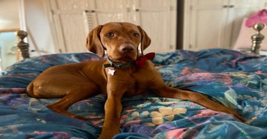 Hungarian Vizsla dogs - Advert 14