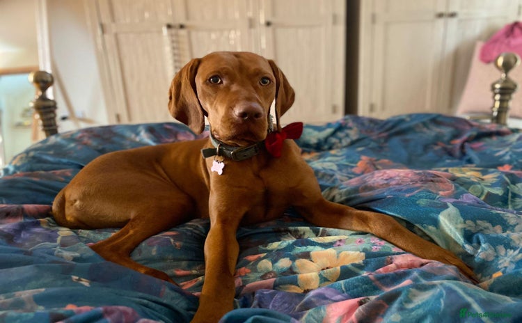 Hungarian Vizsla dogs - Advert 1