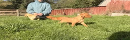 Labrador Retriever dogs for sale: Stunning litter of lab puppies for new homes🏡💙🩷 in Meifod - Advert 6