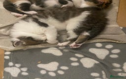 Mixed Breed cats for sale: Gorgeous Maine coon X blue kittens - Image 2