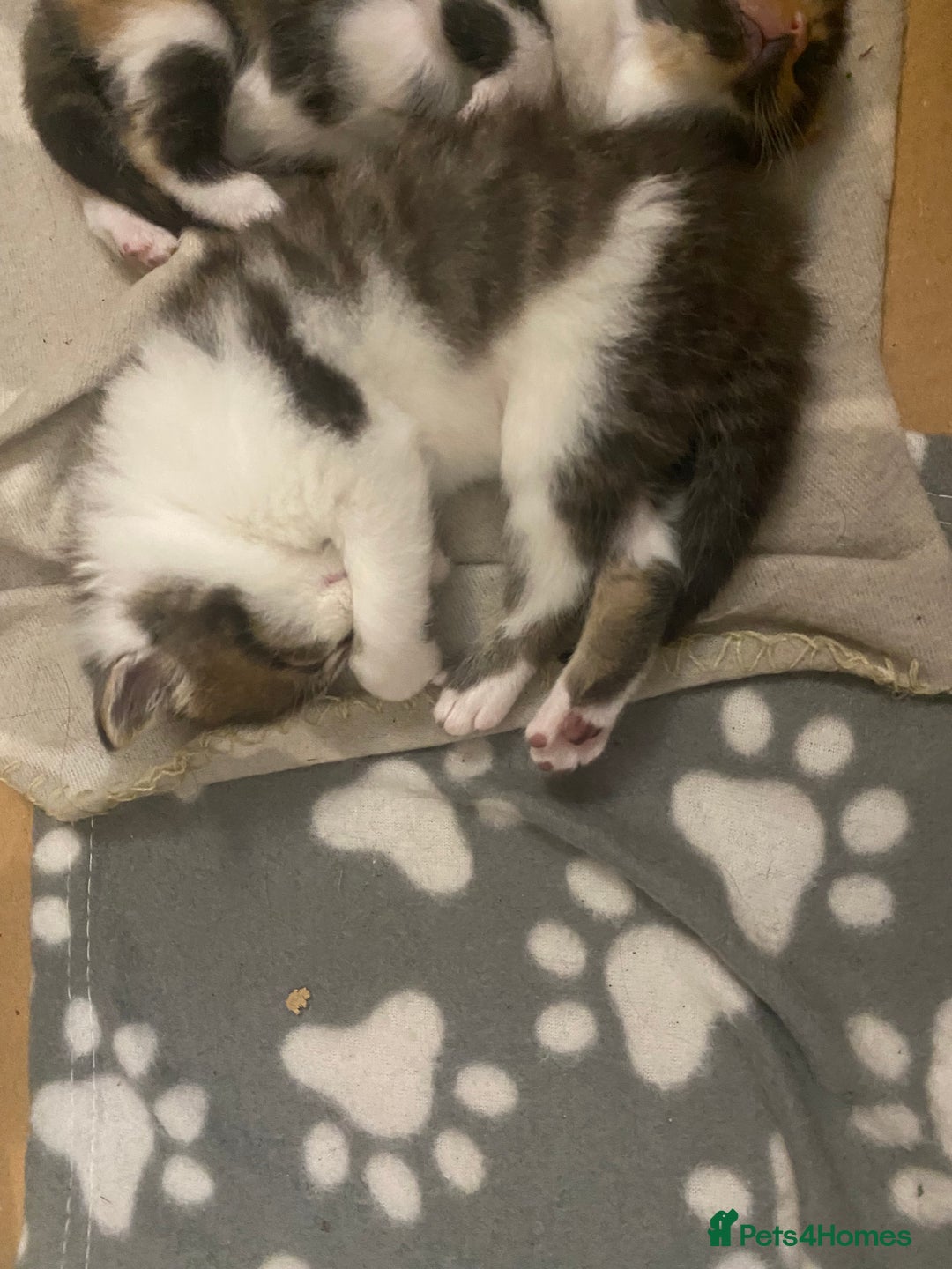 Mixed Breed cats for sale: Gorgeous Maine coon X blue kittens - Image 2