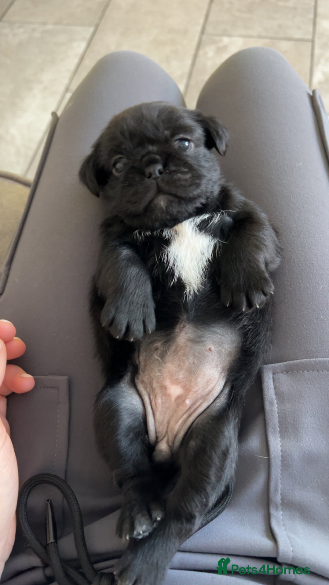 Mixed Breed dogs Pug - Zu  - Advert 1