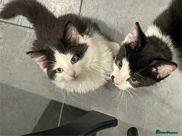 Mixed Breed cats Gorgeous Affectionate Boy - Advert 10