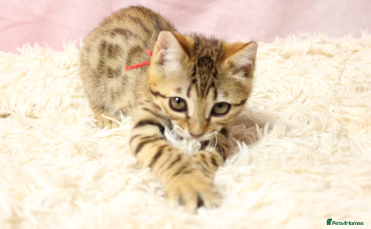 Bengal cats - Advert 6