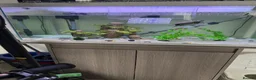 Turtle reptiles for sale: Turtle and tank in Newcastle upon Tyne - Advert 2