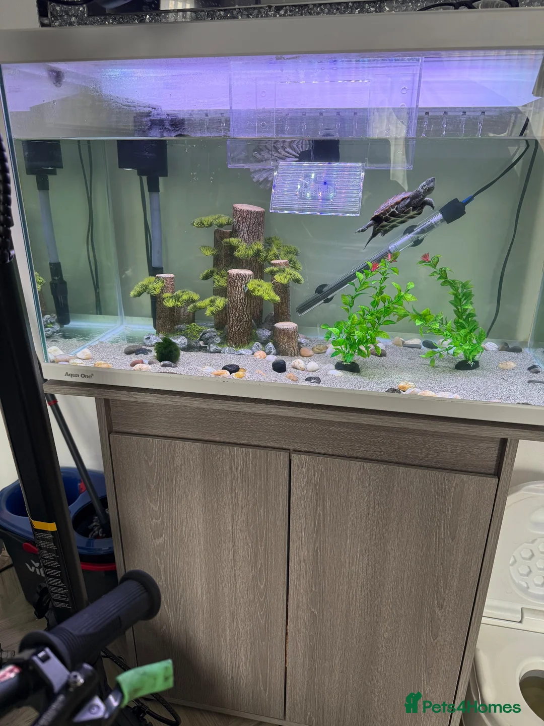 Turtle reptiles for sale: Turtle and tank in Newcastle upon Tyne - Advert 2