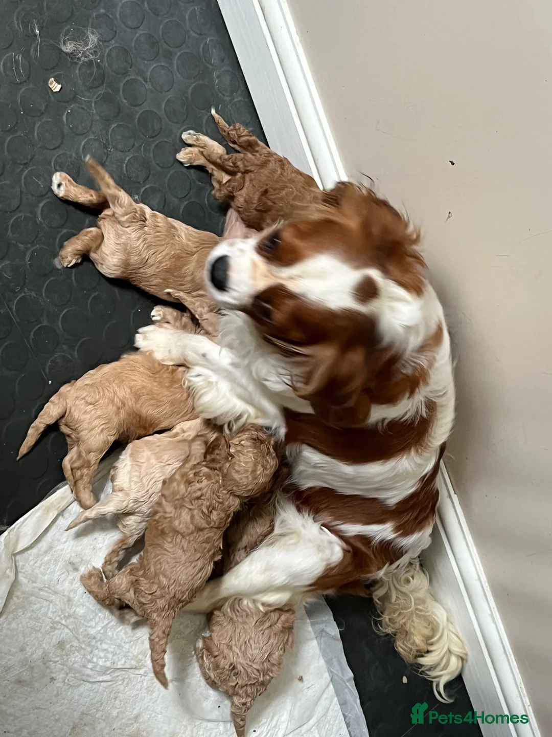 Cavapoo dogs for sale: 🧡💚 first generation cavapoo💚🧡 in Sunbury-on-Thames - Advert 1