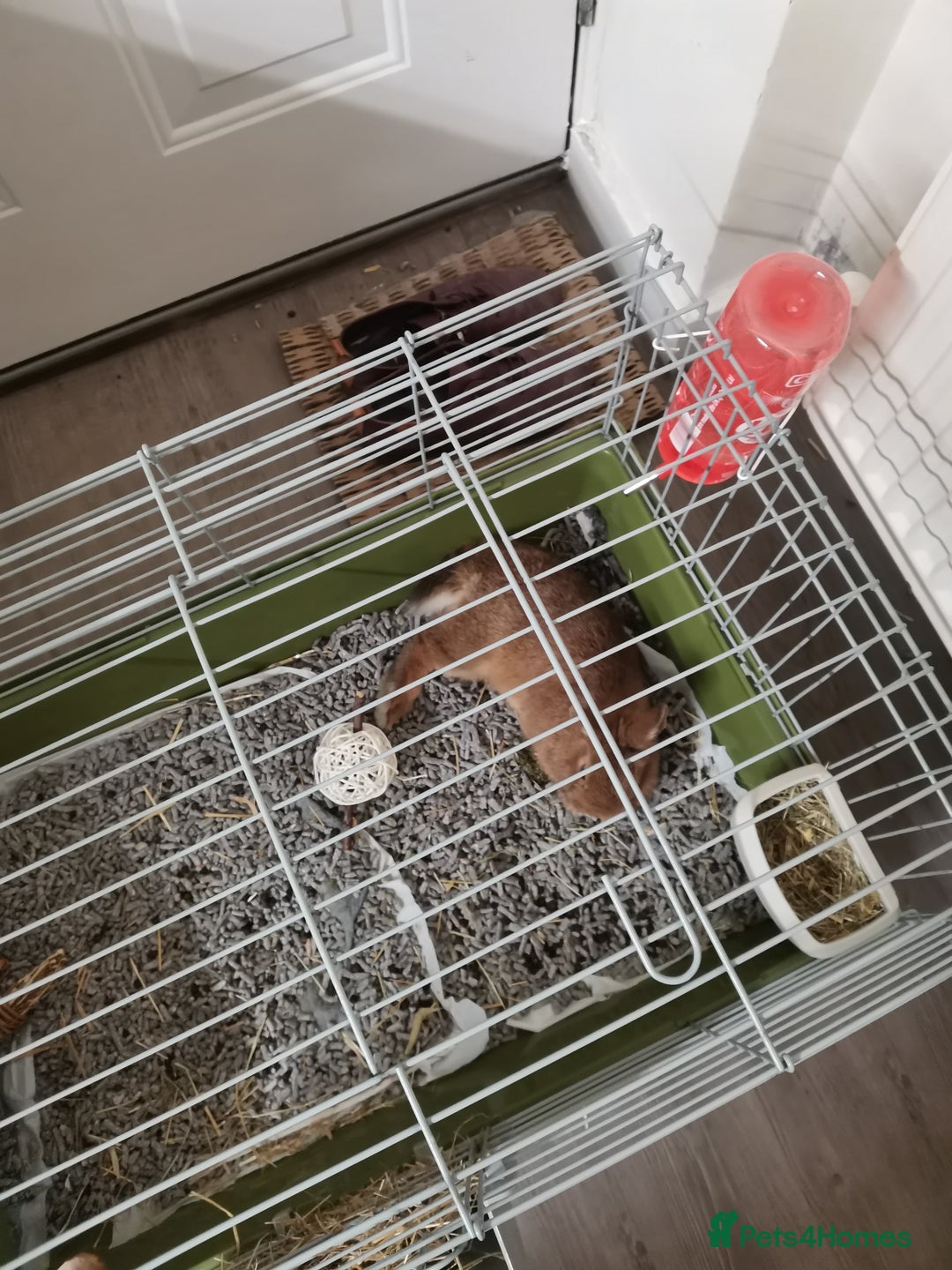 Netherland Dwarf rabbits for sale: Unique, Rare Red Fox Rabbit for sale - Advert 8