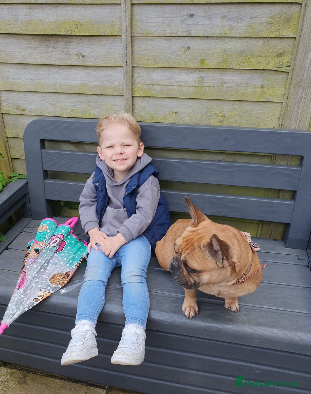 French Bulldog dogs for sale: French bulldog  - Image 4