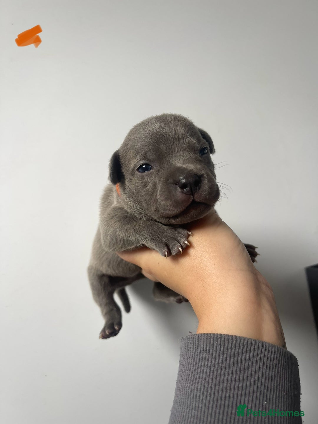 Staffordshire Bull Terrier dogs for sale: Staffordshire bull terrier puppies - Image 15
