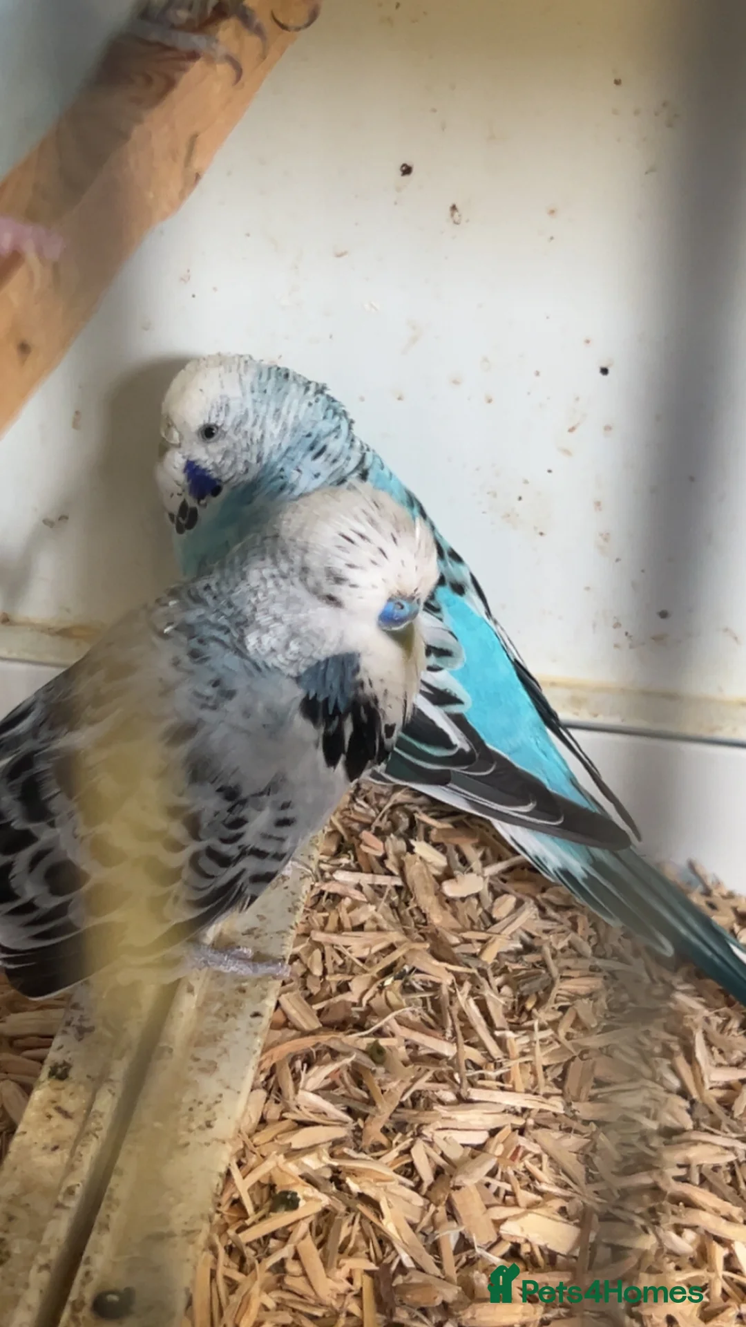 Budgerigars birds for sale: Budgies mixed - Advert 2