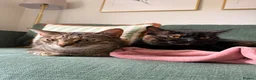 Domestic Shorthair cats for sale: 2 Gorgeous Girls for Re-homing - Advert 25
