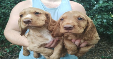 Cocker Spaniel dogs - Advert 14