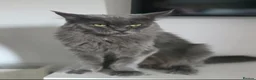 Maine Coon cats for sale: Maine Coon kittens for sale - Advert 7